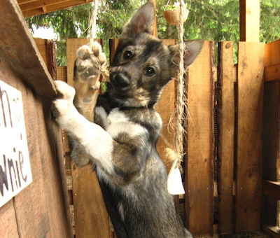 Photo of Skagway Musher Camp
